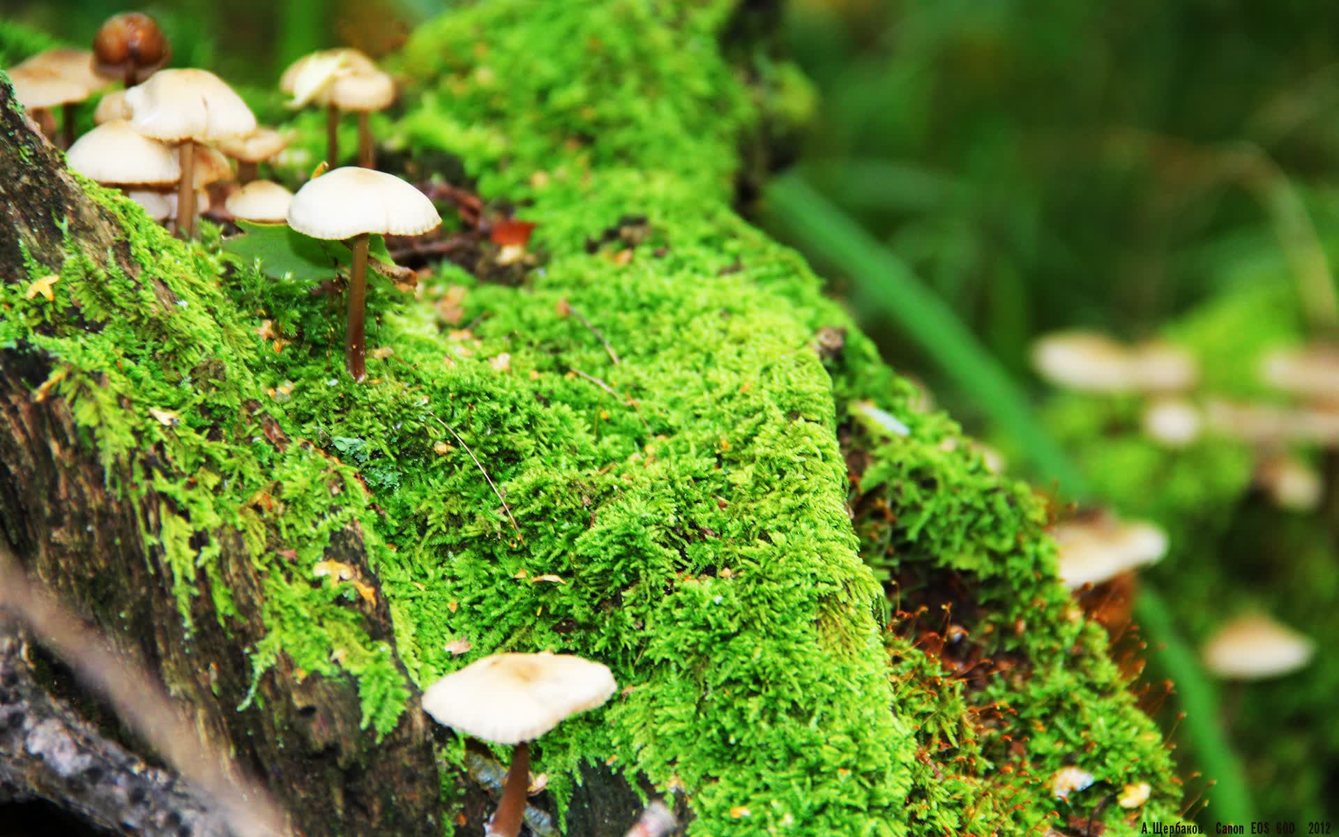 世界举重裁判评分争议复盘视频与专家点评上线，世界举重比赛规则